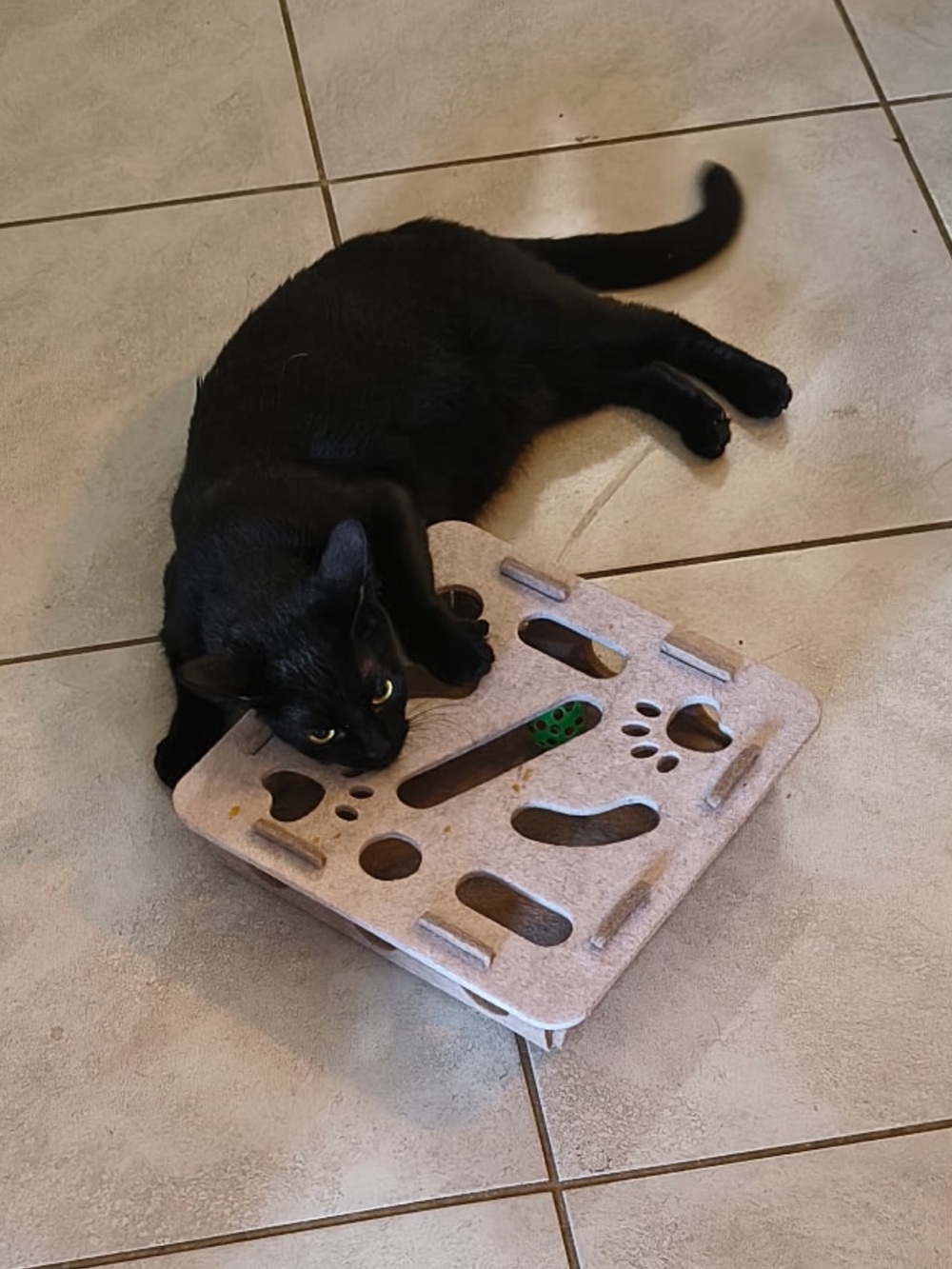 CHECK OUT ALL MY PET APPROVED TOYS, FEEDERS, TRAINING BUNDLES AND MORE 🐶🐱 - Picture 4 of 13